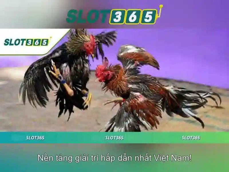 Ket luan ve Slot365 cho nguoi Viet