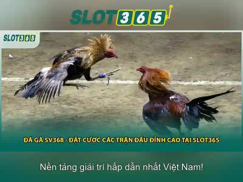slot365-an-toan-choi